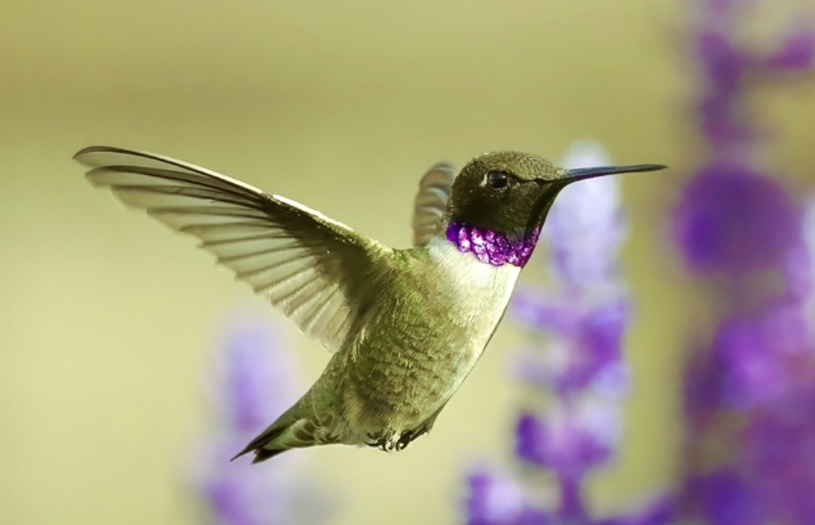 Vibrant hummingbird also know as a Colibri reflecting peaceful, rejuvenating energy at our day spa